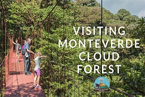 Monteverde cloudforest in costa rica